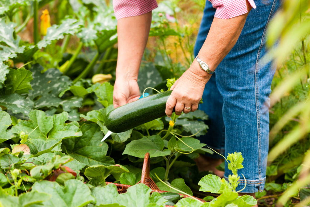 Zucchiniernte
