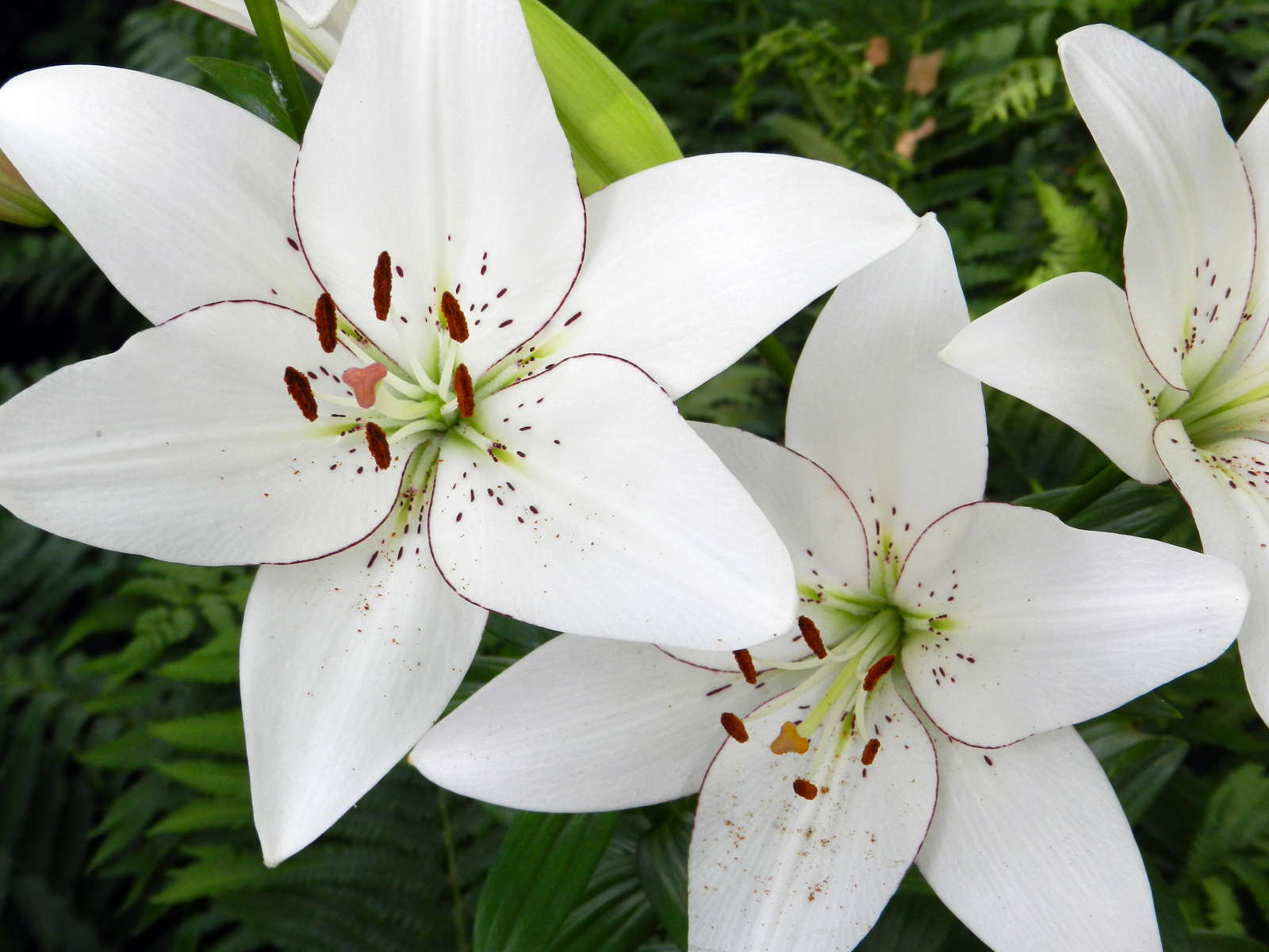 Lilienarten Farbenfrohe & winterharte Sorten Plantura