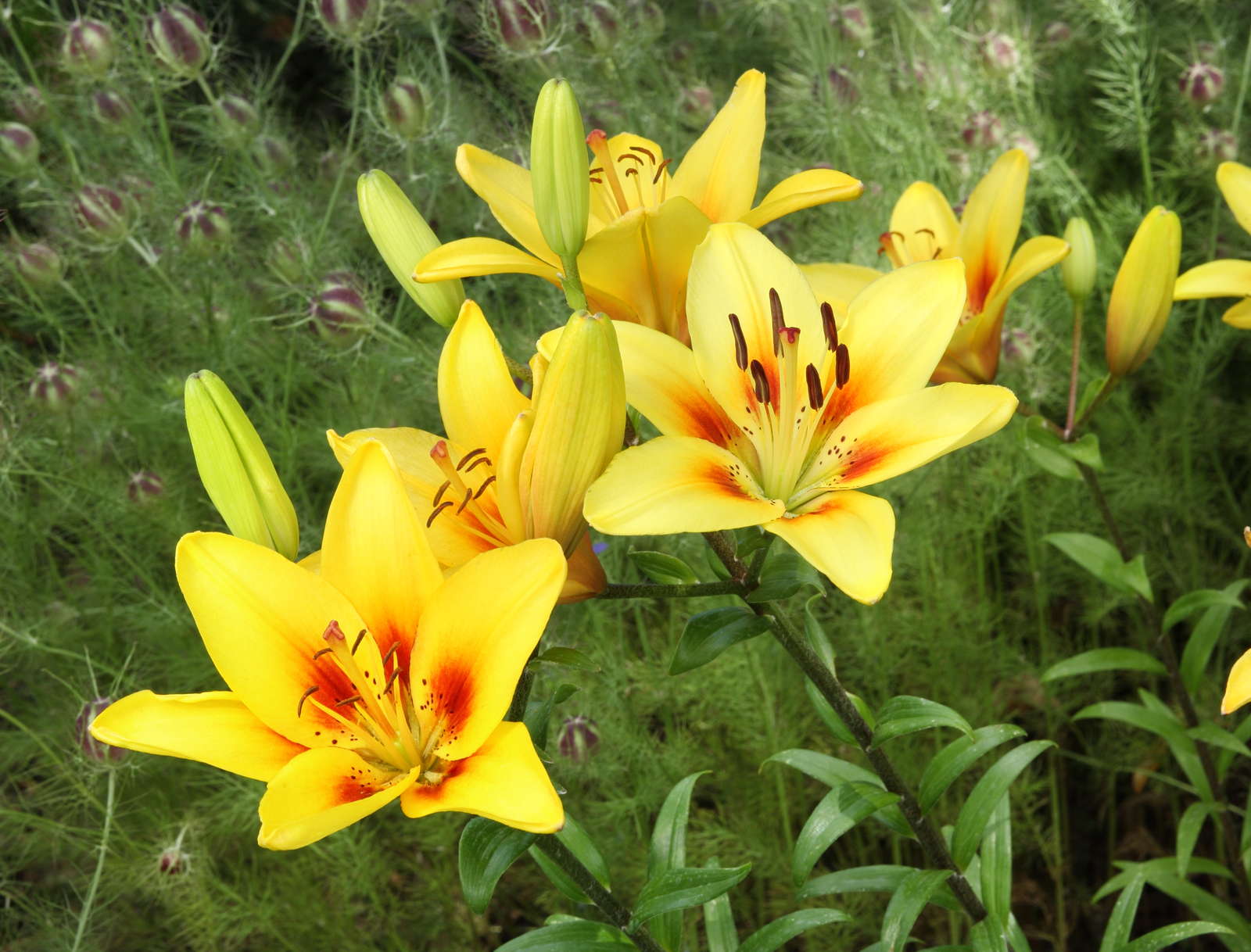 Lilienarten Farbenfrohe & winterharte Sorten Plantura