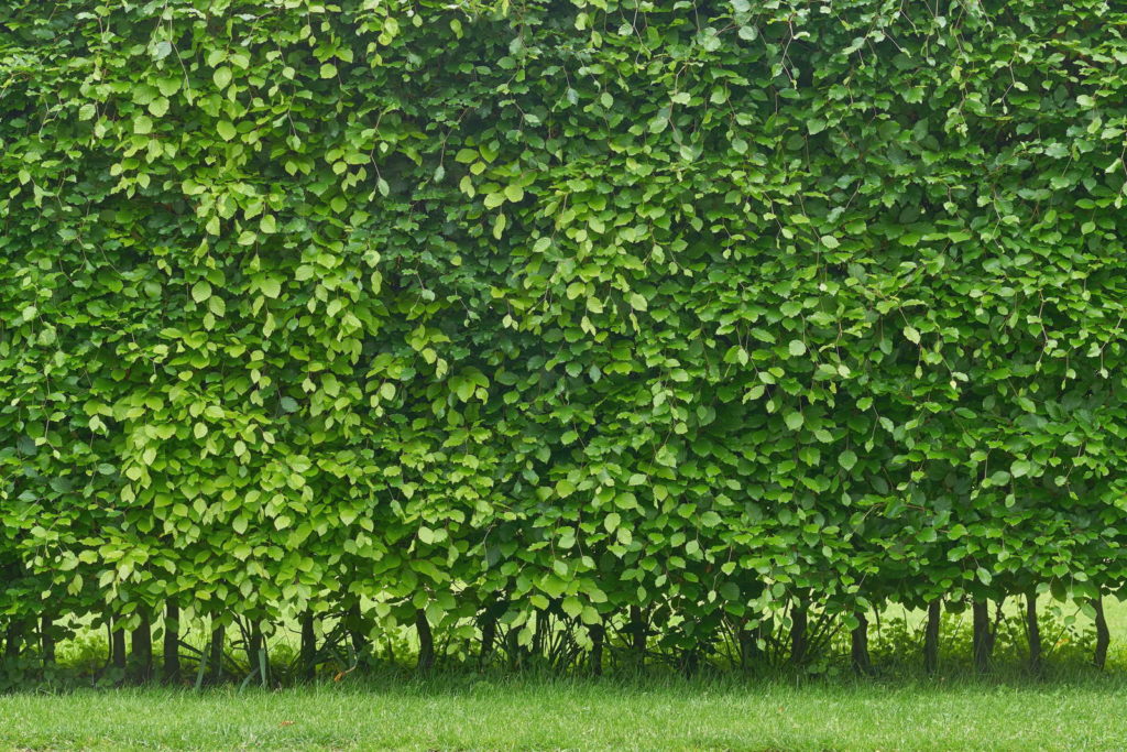 Hainbuchen Hecke grün