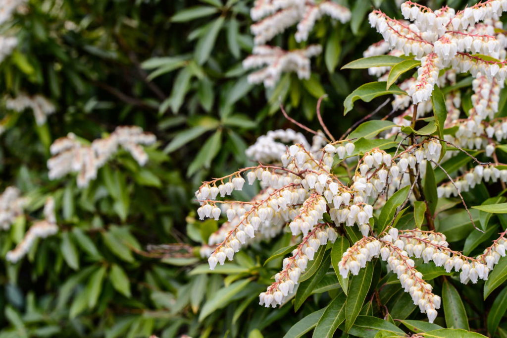 Japanische Lavendelheide hecke blüten