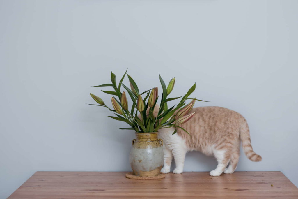 Katze hinter Lilienstrauß versteckt auf holztisch