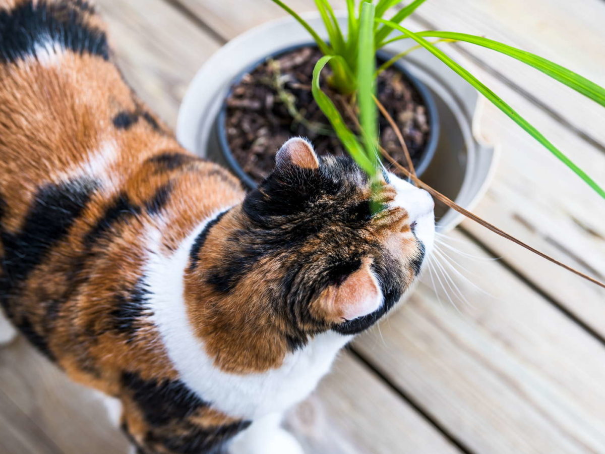 Drachenbaum: Giftig fr Katze, Hund & Co.? - Plantura