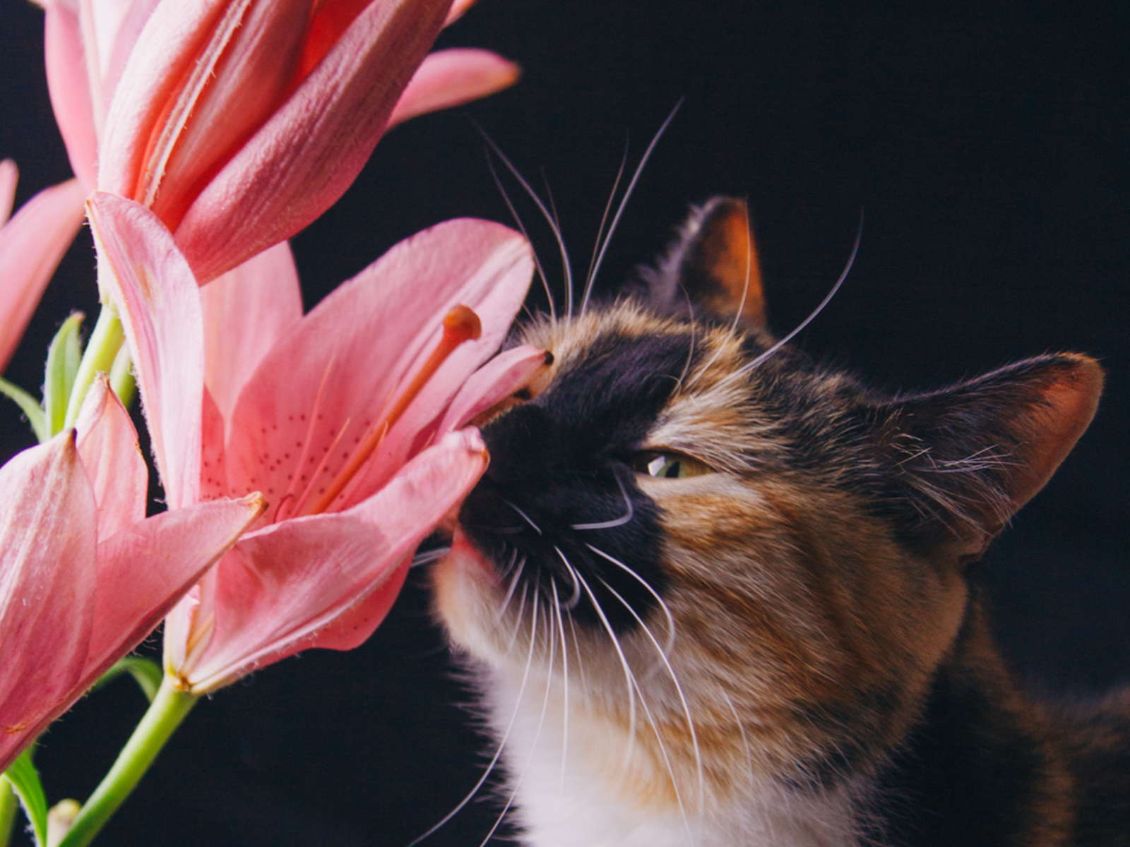 Lilie Giftig Katze