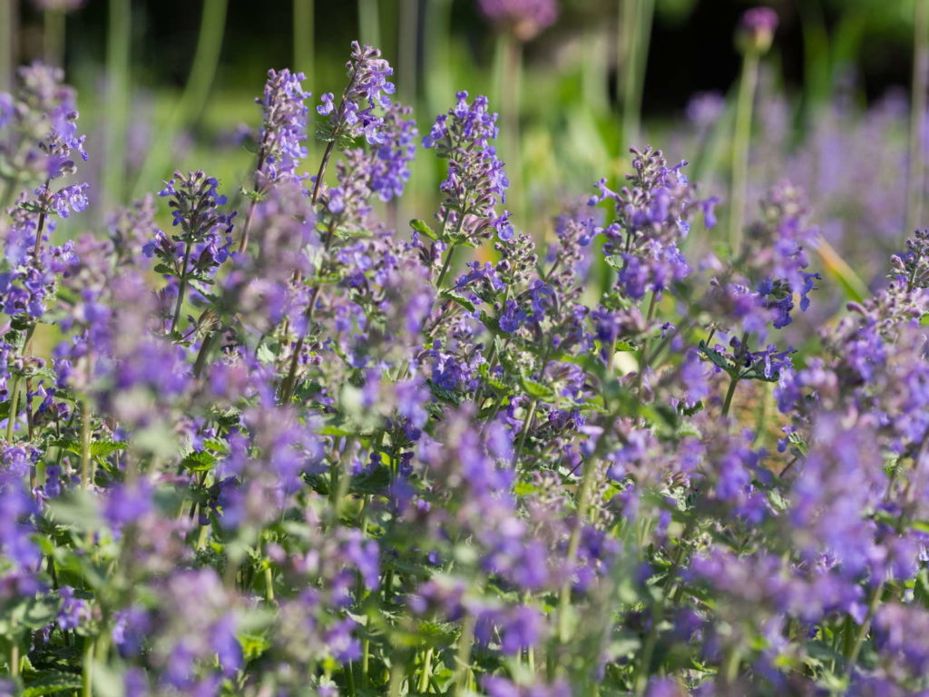 Katzenminze lila garten