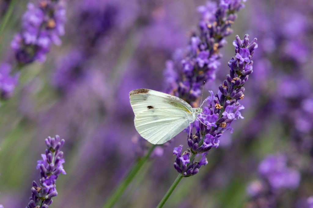 Lavendel mit Schmetterling