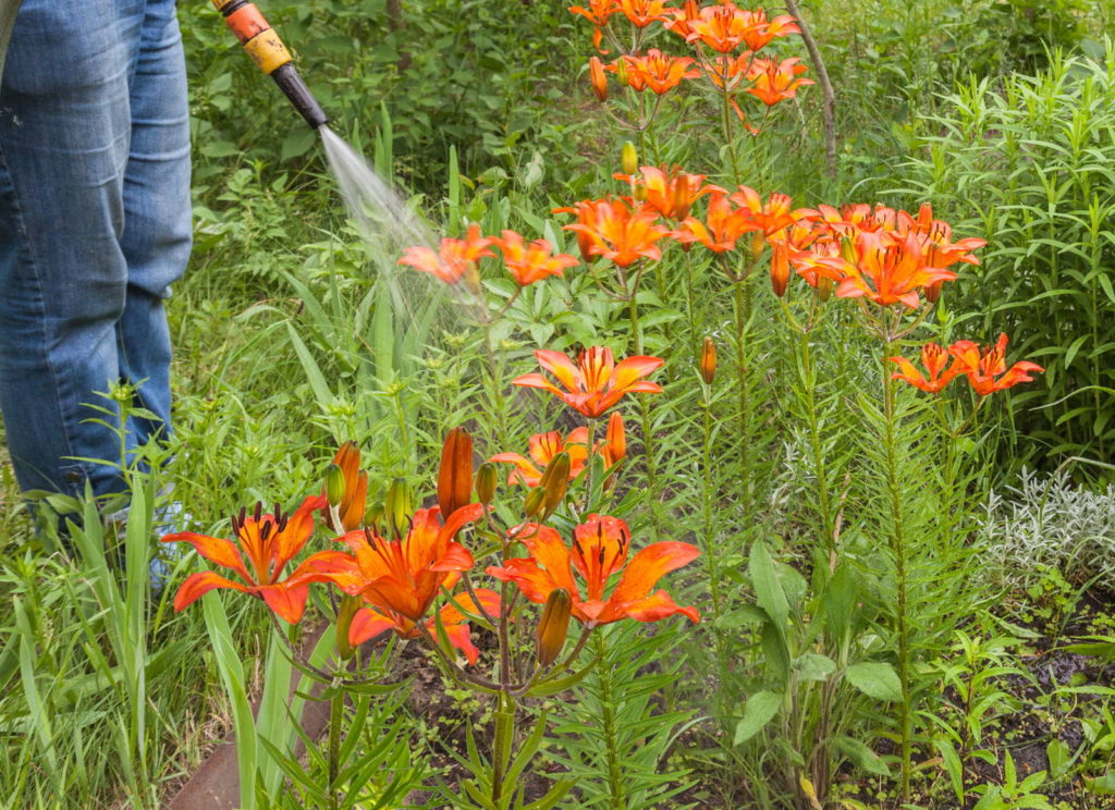 Lilien Pflegen Tipps Vom Experten Plantura