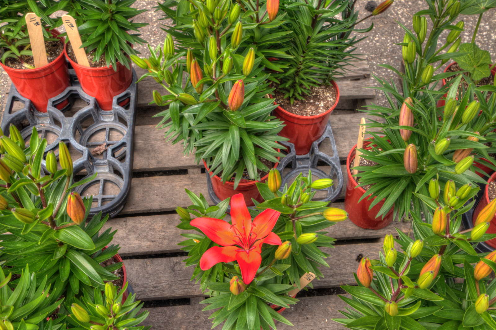 Lilien kaufen ExpertenRatgeber & empfehlenswerte Bezugsquellen Plantura