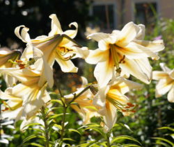 Conca D'or Lilie Weiß Gelb Garten