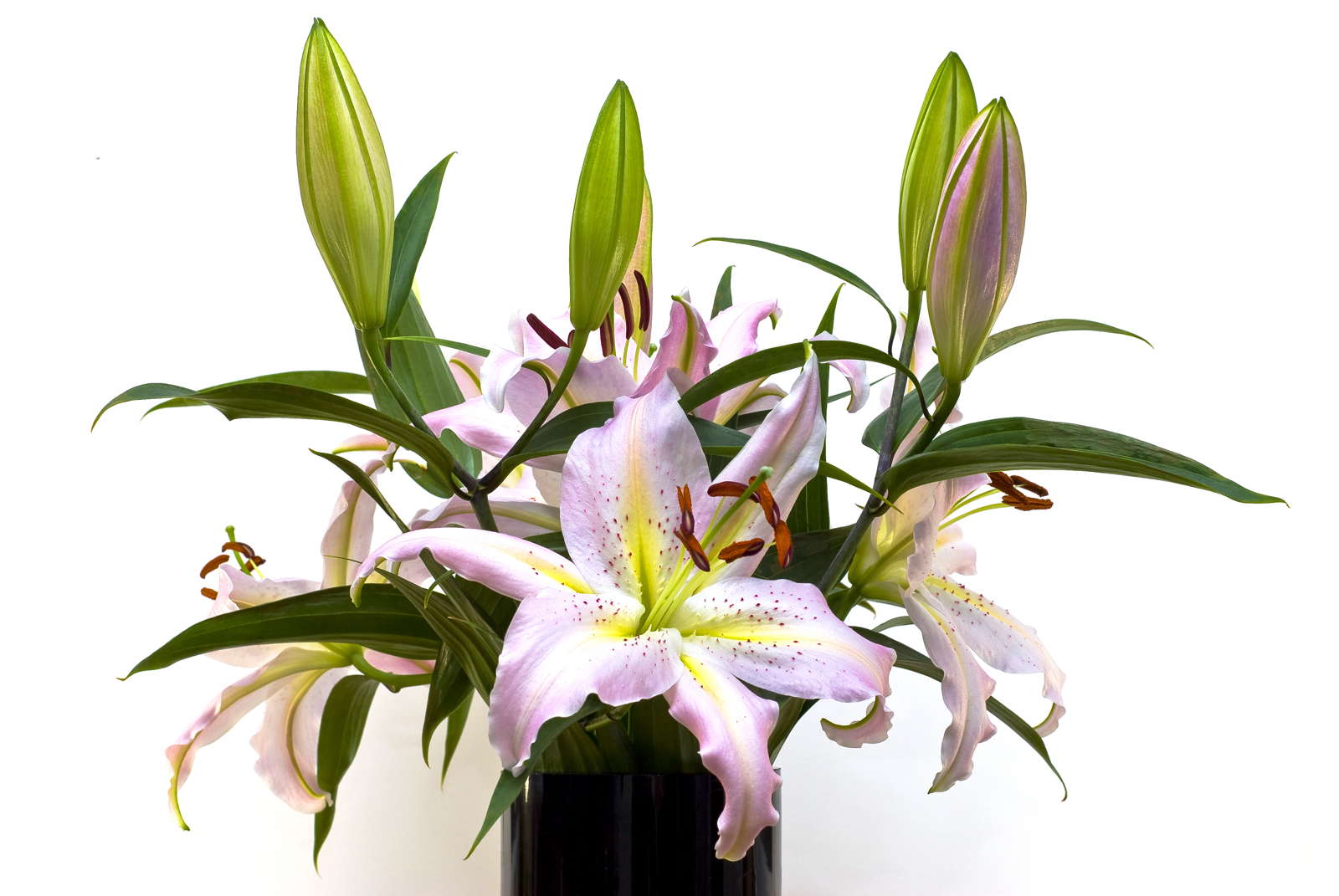 Lilienarten Farbenfrohe & winterharte Sorten Plantura