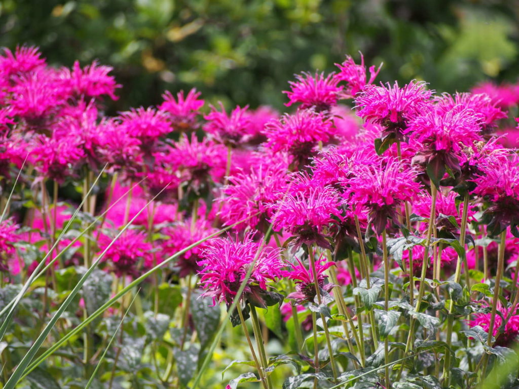 Zitronen-Monarde rosa im garten