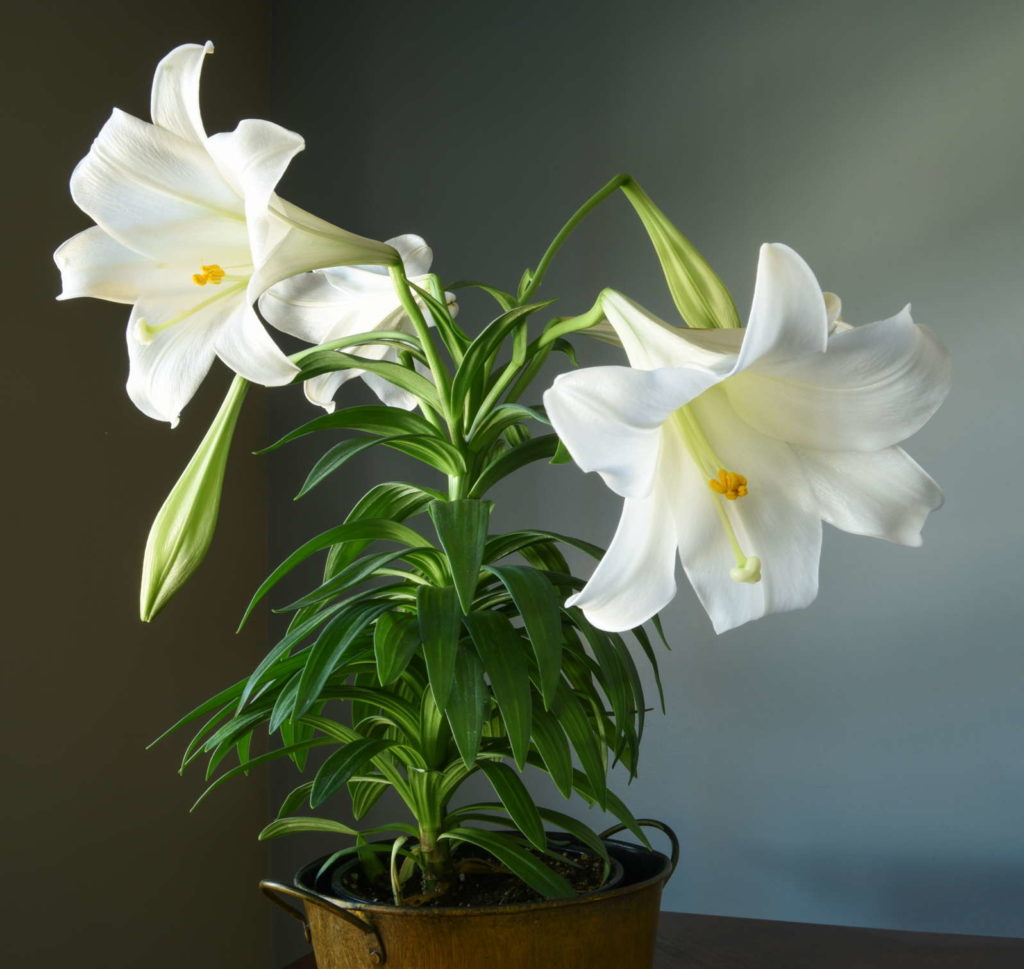 Lilien Pflegen Tipps Vom Experten Plantura