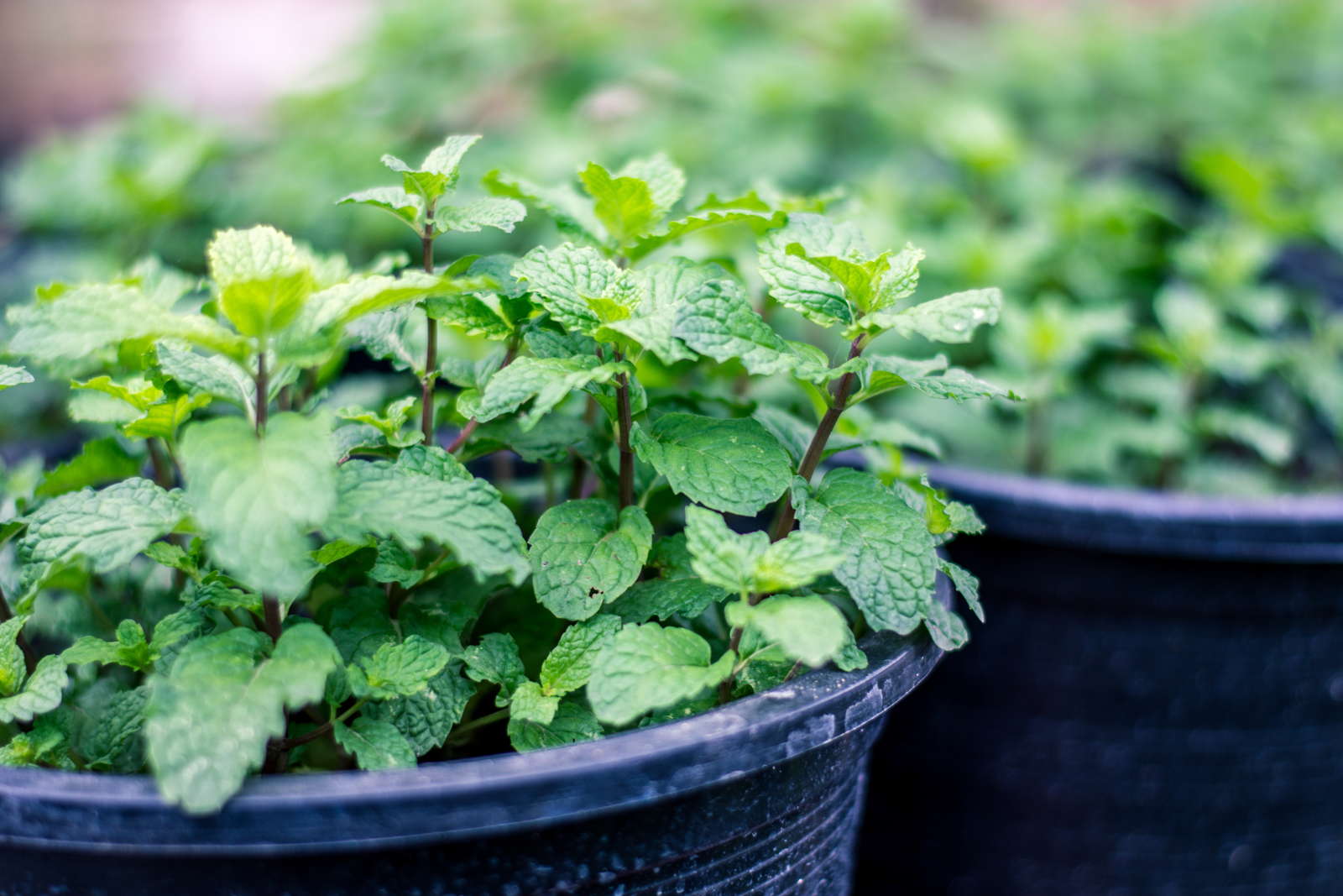 10 Tipps Zum Anbau Von Minze Plantura