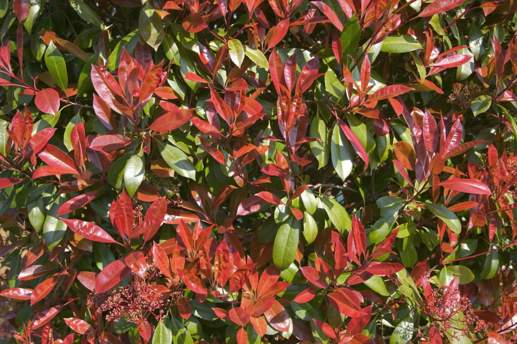 Red Robin rote hecke