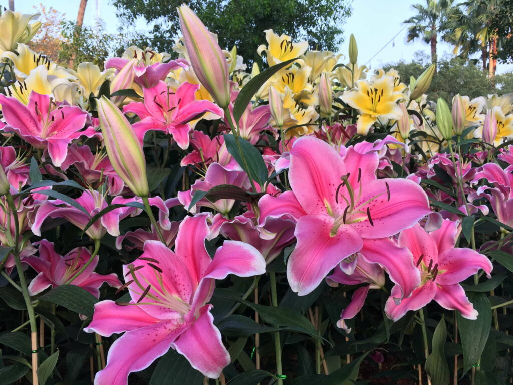 Lilienarten Schöne, farbenfrohe & winterharte Arten (Übersicht) Plantura