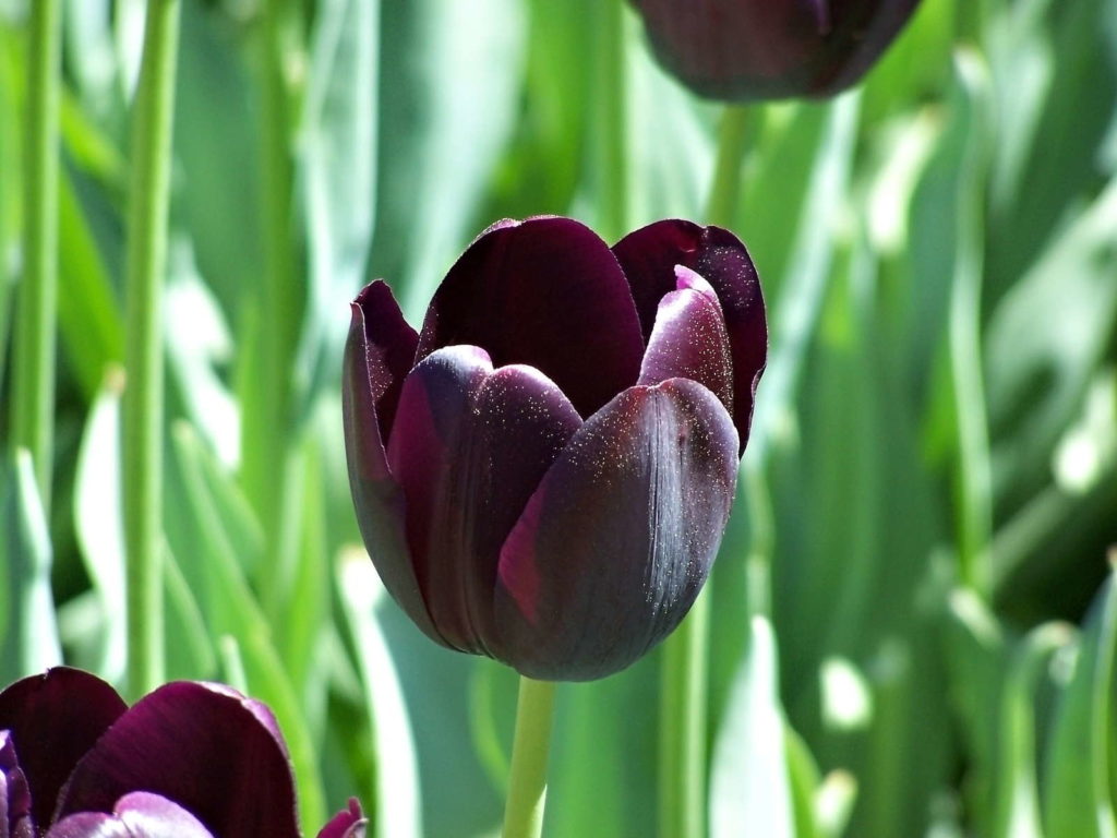 Schwarze Tulpen im Garten nah