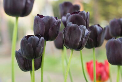 10 schwarze Pflanzen: Für mehr Drama in Ihrem Garten