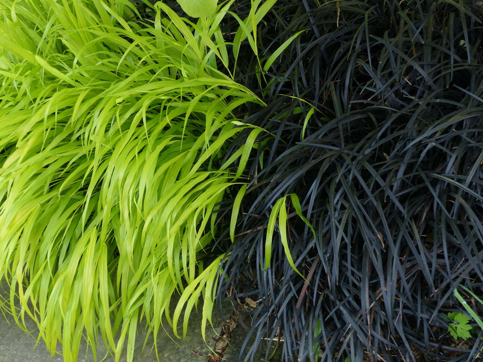 Schwarze Pflanzen Die 10 besten dunklen Pflanzen Plantura
