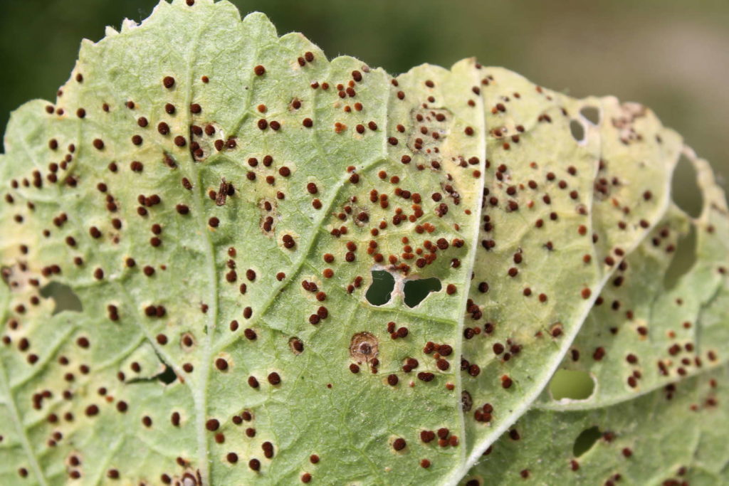 Stechpalme mit Rostpilz auf blatt