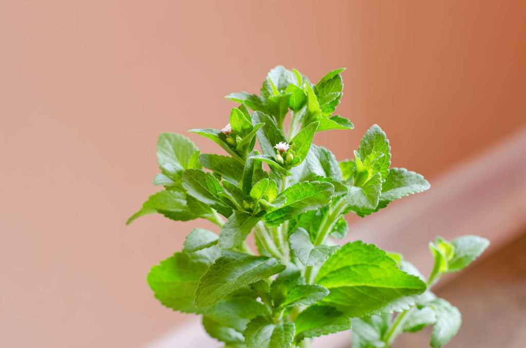 Stevia im Glas