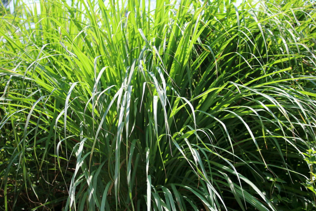 Zitronengras garten grün