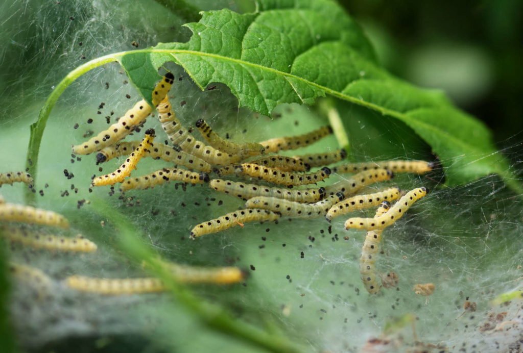 Apfel Gespinstmotte Erkennen Bekampfen Vorbeugen Plantura