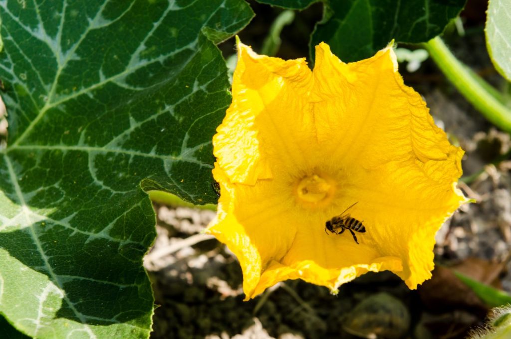 Gelbe Blüte mit Biene