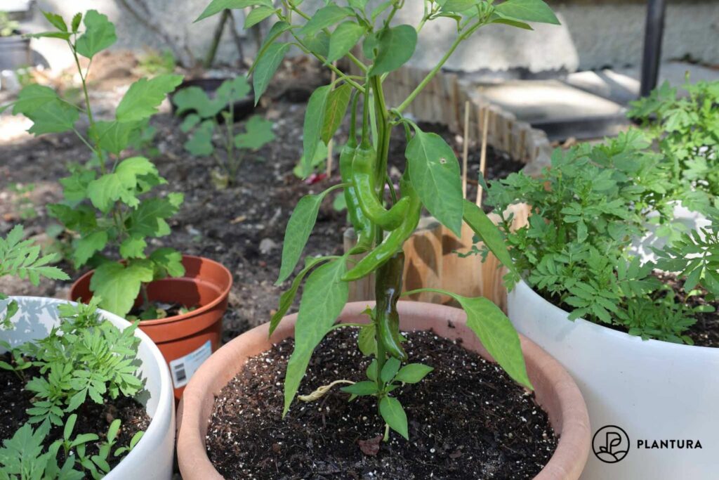 Chili im Topf anbauen