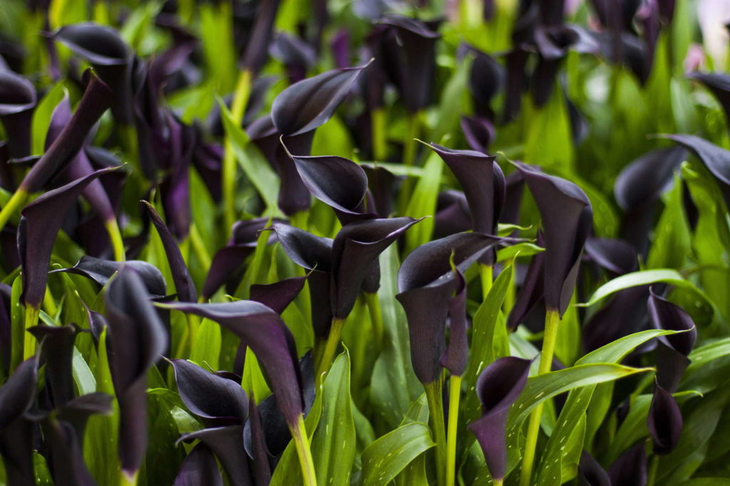 dark purple calla lily in the garden