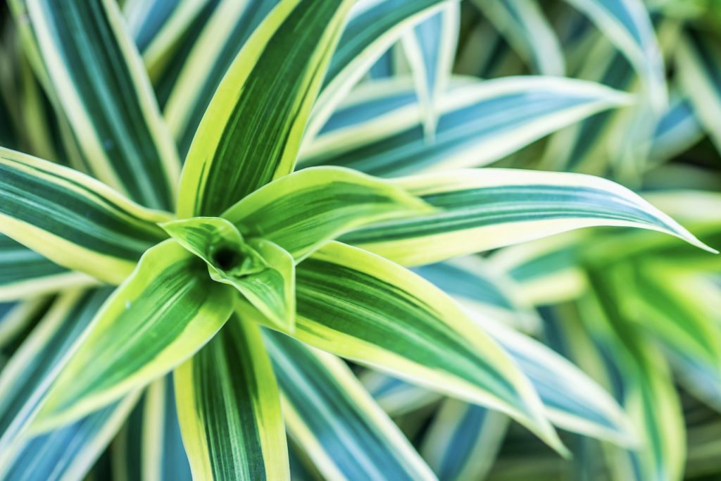 Dracaena deremensis