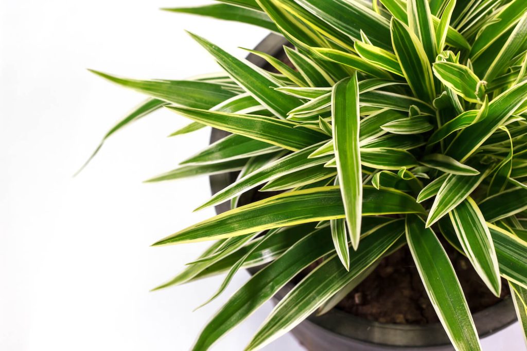 Gestreifter Dracaena