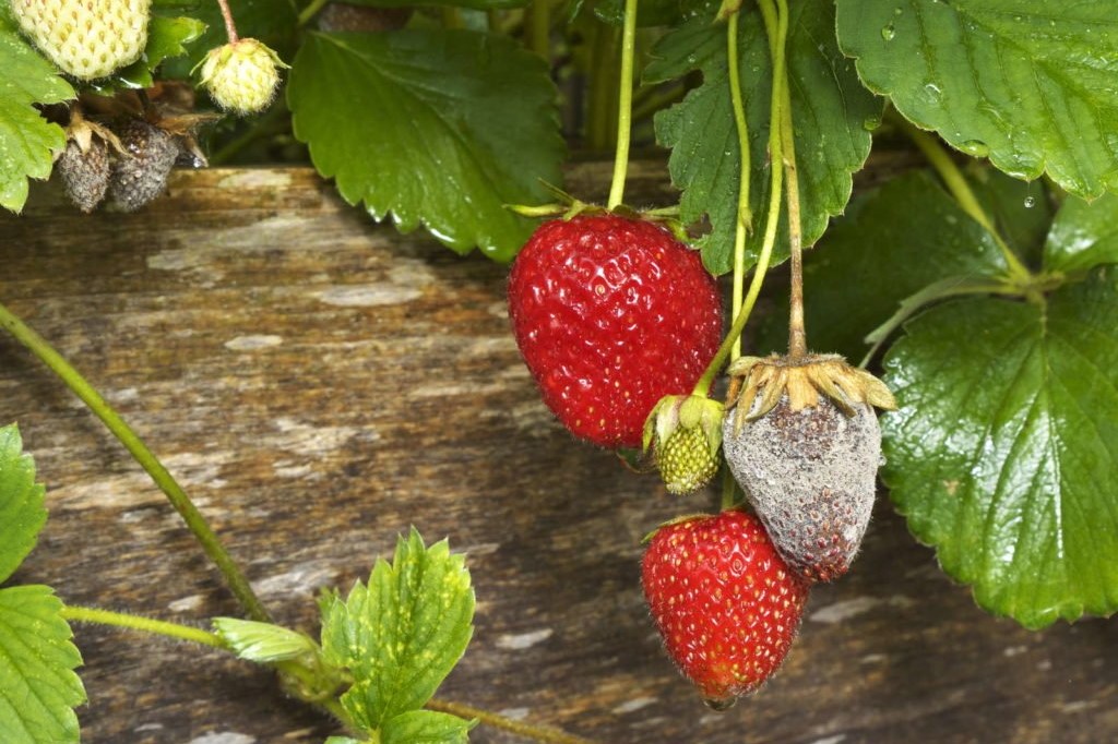 Erdbeeren mit Grauschimmel
