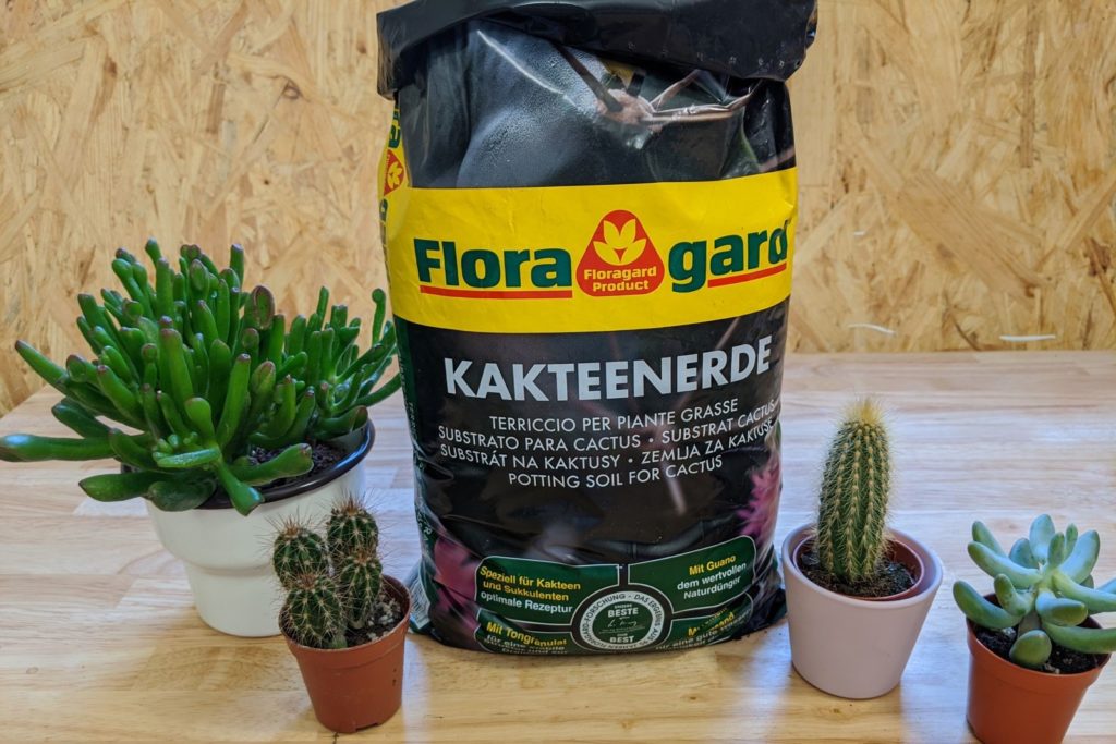 Verschiedenen Kakteen und Floragard Kakteenerde