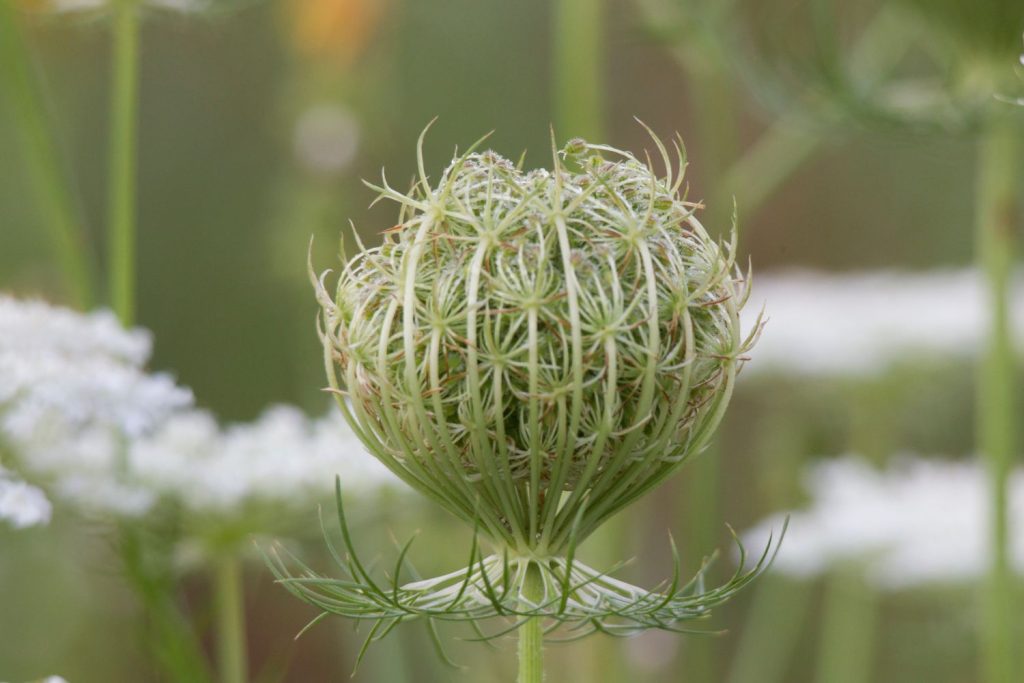 Nahaufnahme Karottenblüte