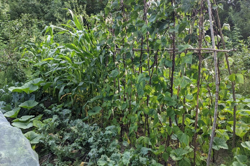 Kürbis im Milpa-Beet