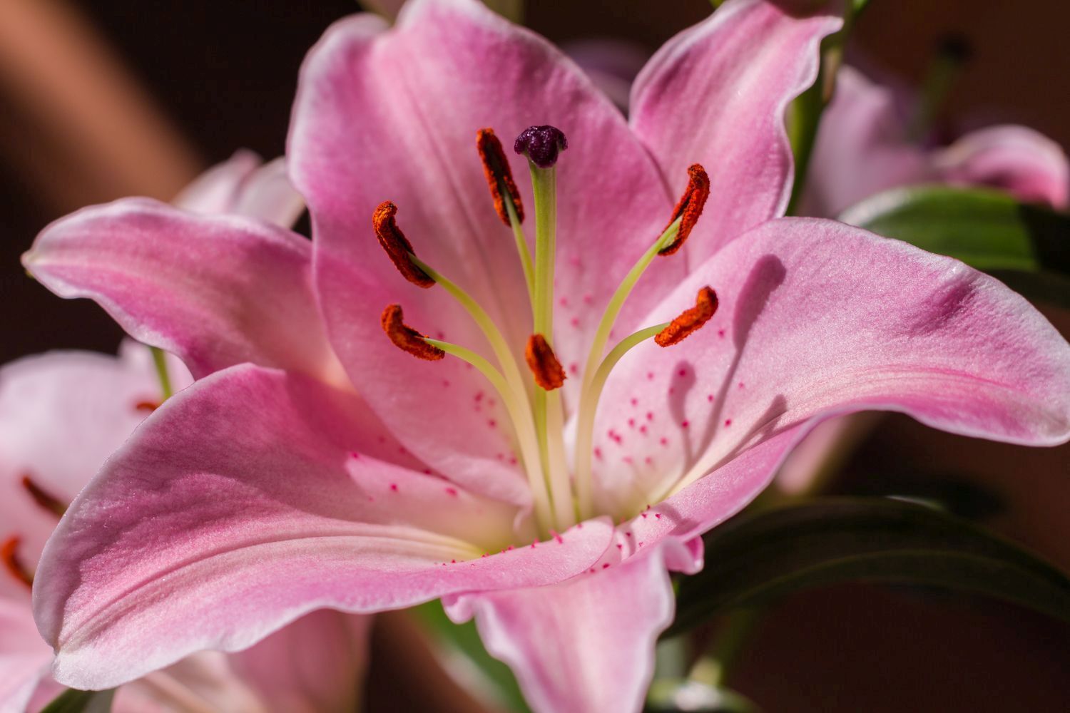 Lilienarten Farbenfrohe & winterharte Sorten Plantura