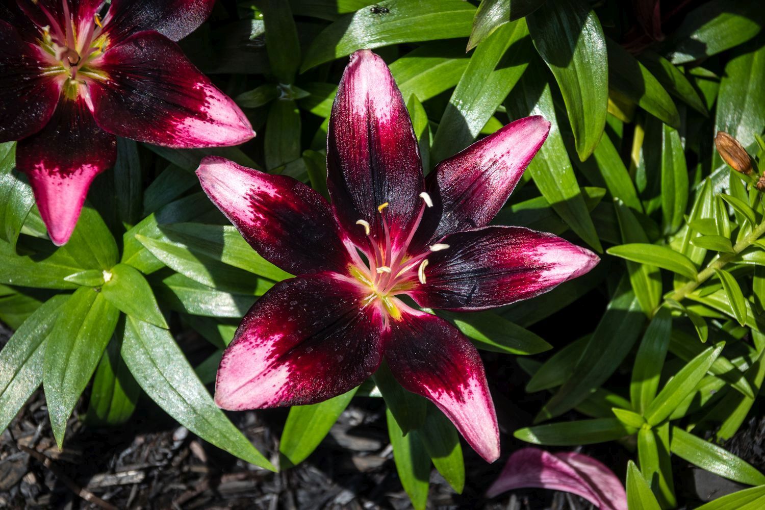 Lilienarten Farbenfrohe & winterharte Sorten Plantura