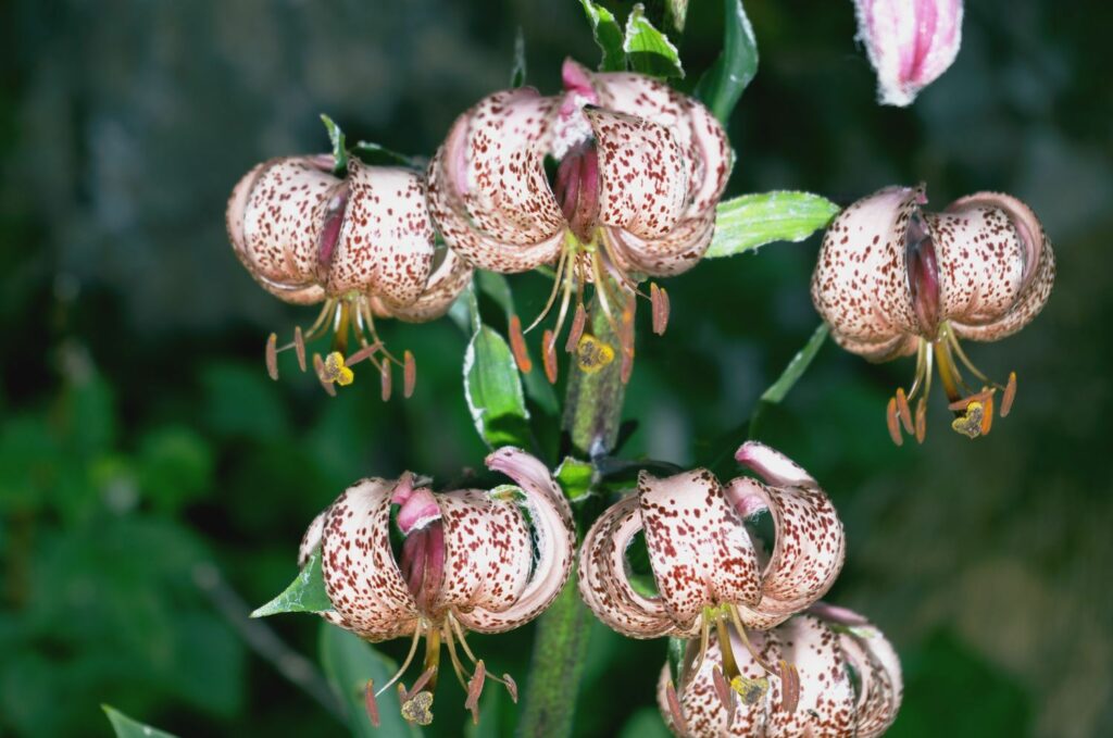 Blüten der Türkenbund-Lilie