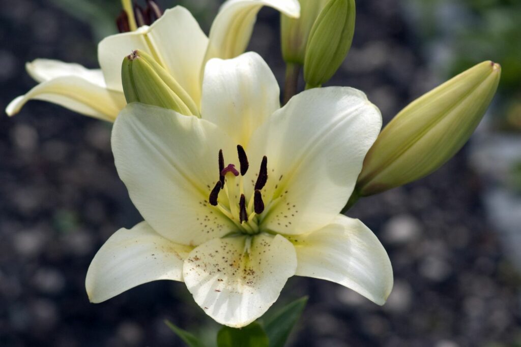 Lilium candidum