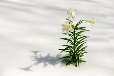 Lilien überwintern: Tipps & Tricks vom Experten