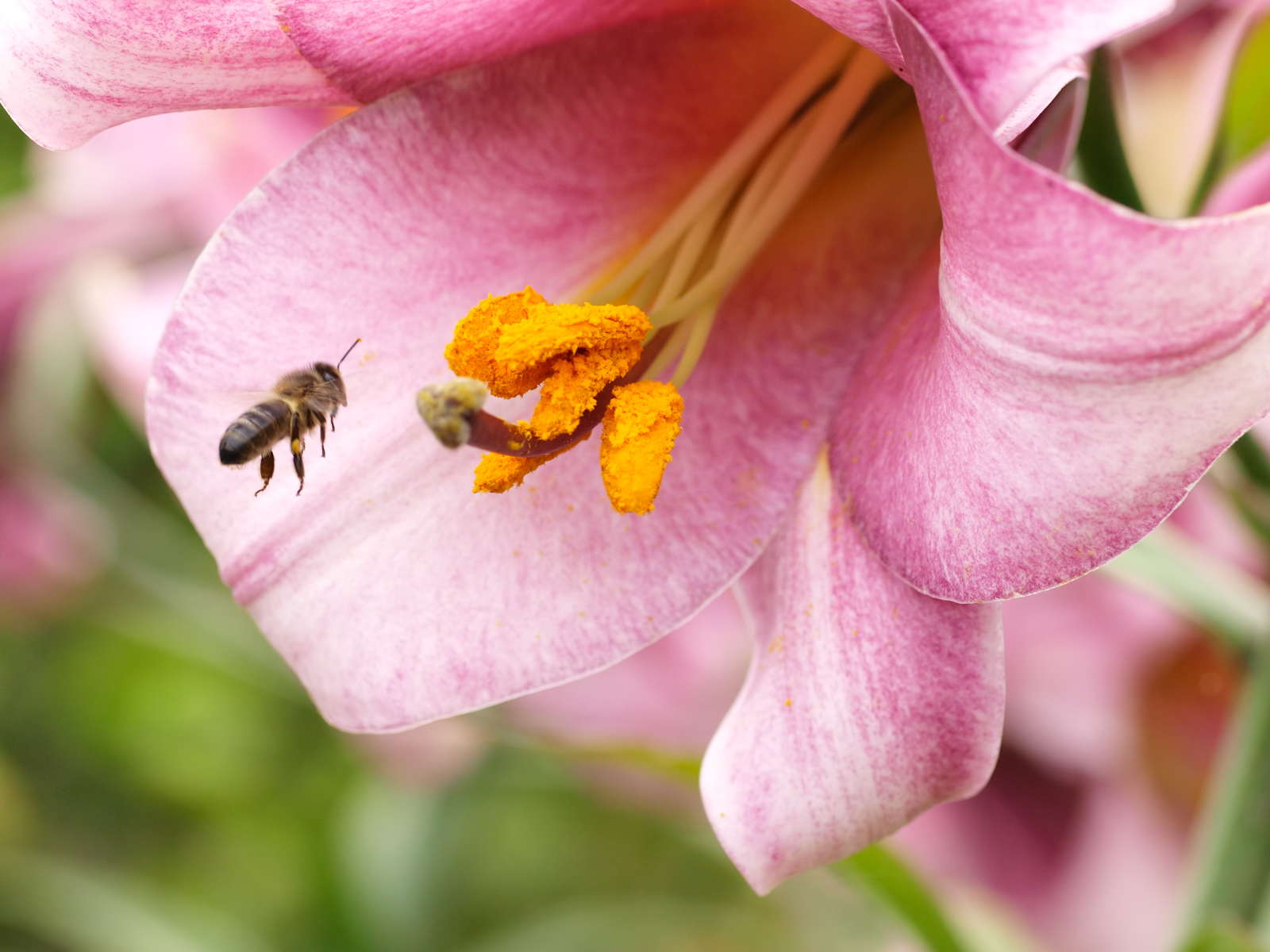Lilienarten Farbenfrohe & winterharte Sorten Plantura