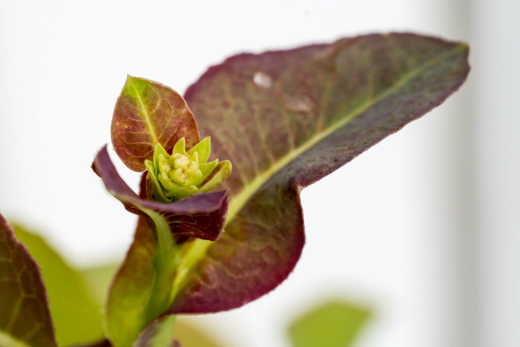 Blüte eines Salatblattes