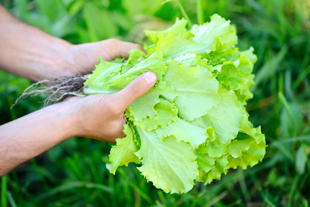 salat ernten per Hand frisch aus dem Garten