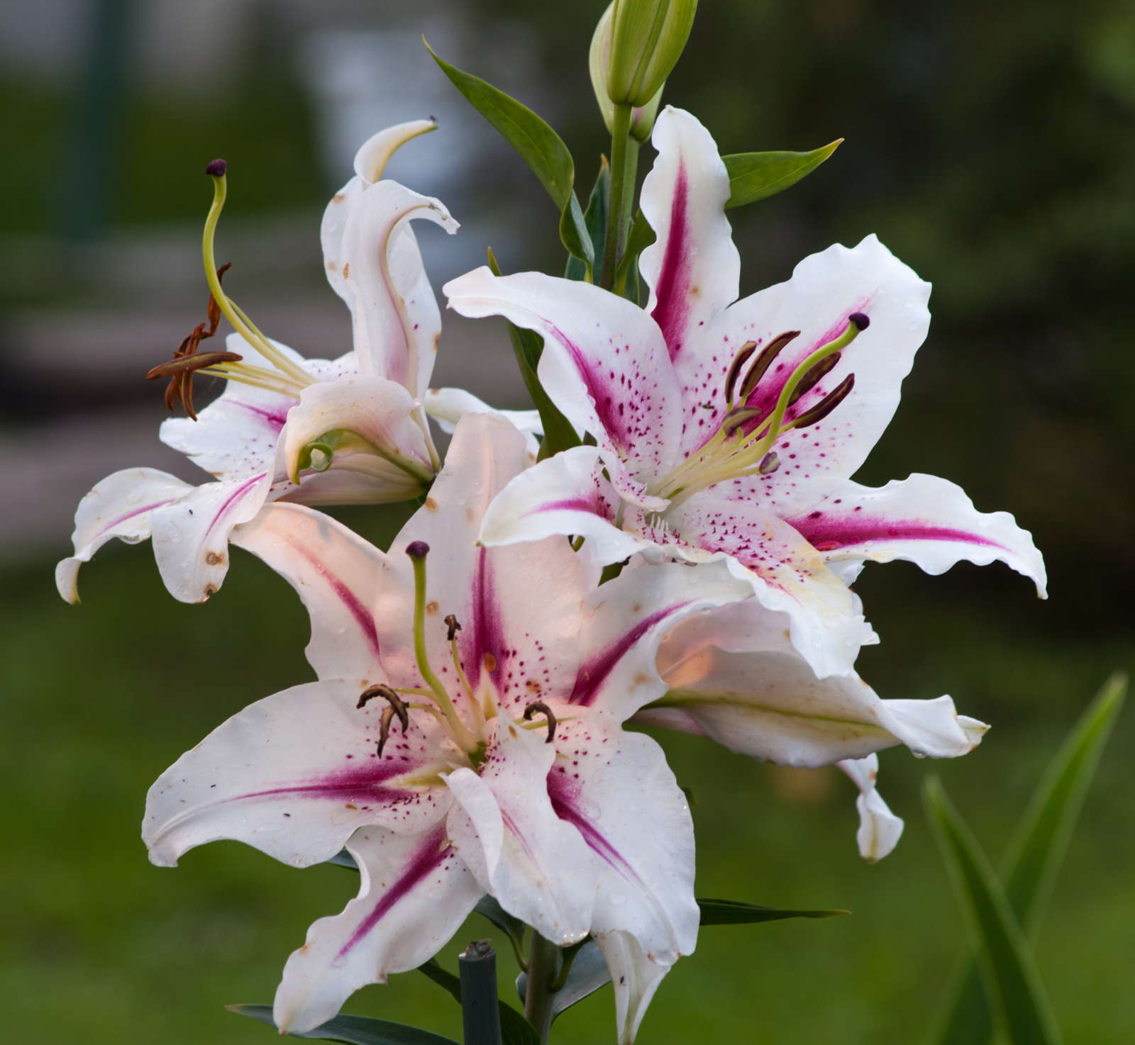 46+ Lilienarten Garten, Erfahren sie alles über sorten, pflege,