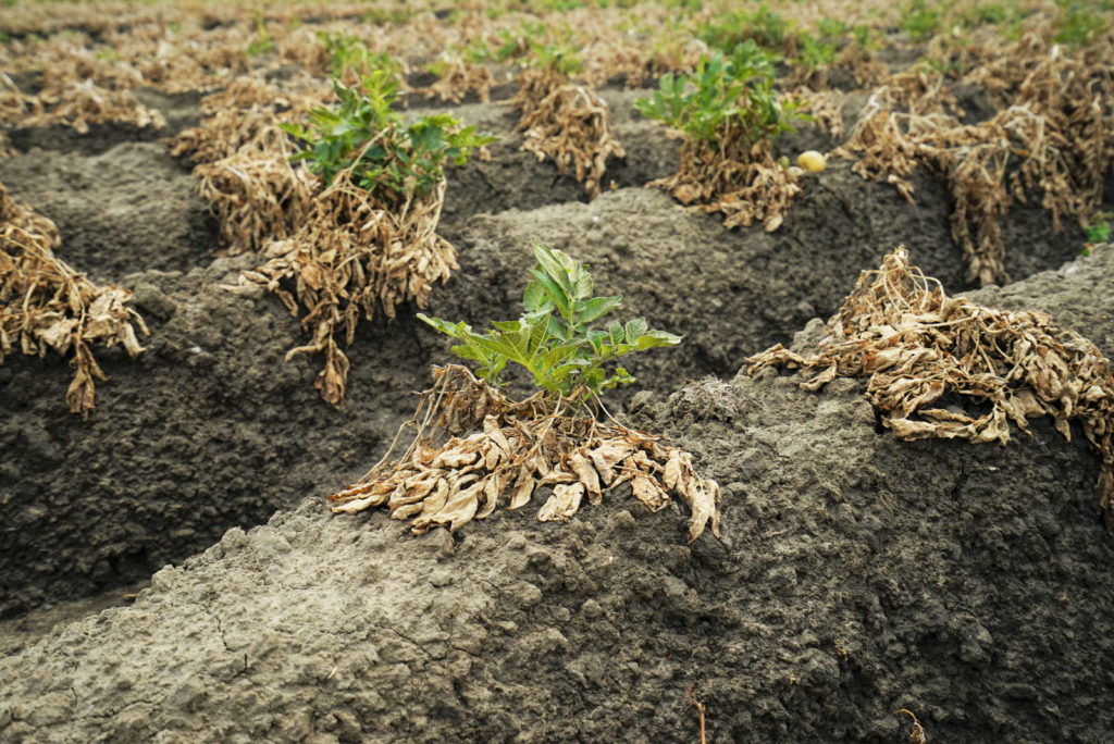 ertrocknete Kartoffelpflanzen auf Feld