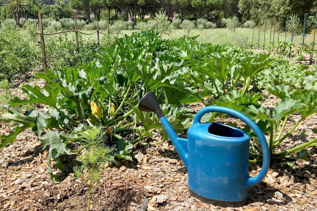 Gießen der Zucchini