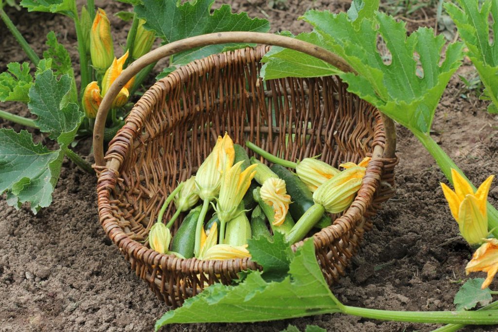 Blühende Zucchini im Korb