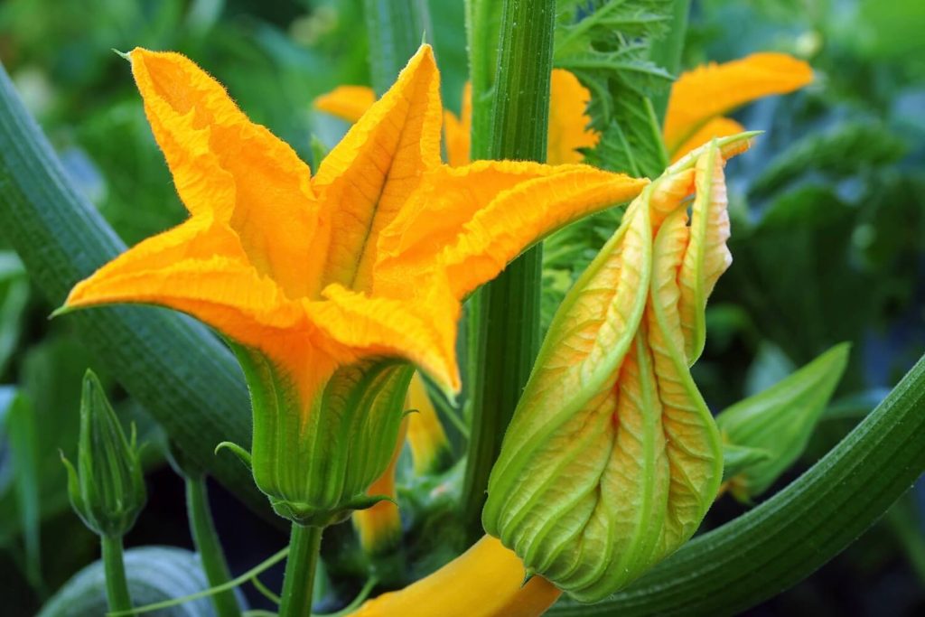 Gartenkürbis