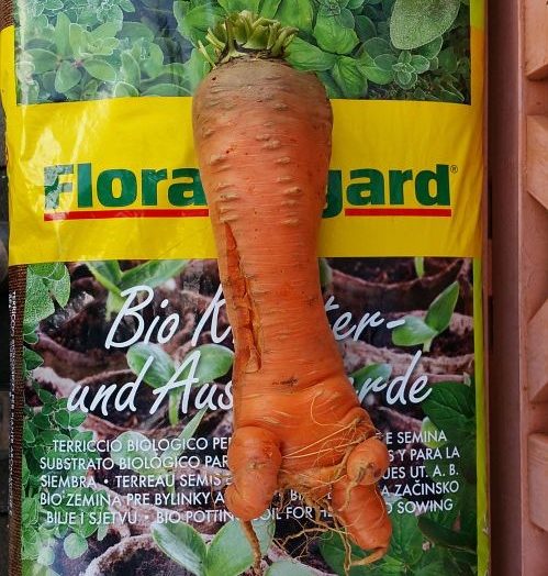 Floragard Erde Riesengemüse KArotte