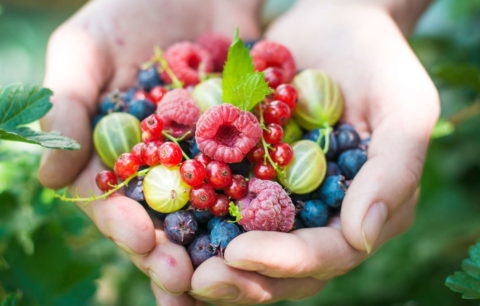 Die Besten Beerensorten Für Ihren Garten